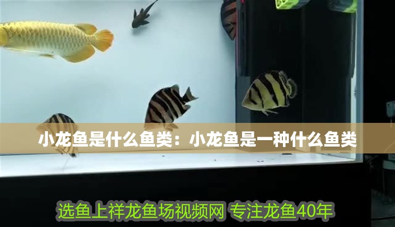 小龍魚是什么魚類：小龍魚是一種什么魚類 小龍魚是什么魚類：小龍魚是一種什么魚類 龍魚百科