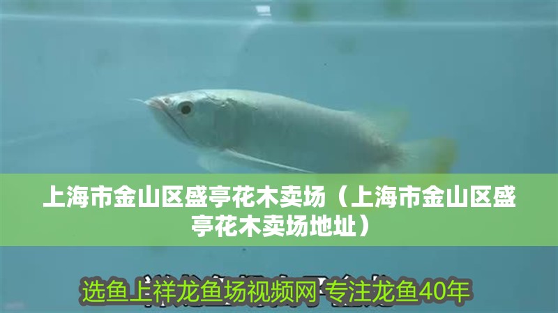 魚缸過濾器選購指南:自制魚缸過濾器魚缸上置過濾器對于養魚愛好者的必備知識 上海市金山區盛亭花木賣場(上海市金山區盛亭花木賣場地址) 全國水族館企業名錄 上海市金山區盛亭花木賣場(上海市金山區盛亭花木賣場地址) 上海市金山區盛亭花木賣場(上海市金山區盛亭花木賣場地址) 全國水族館企業名錄