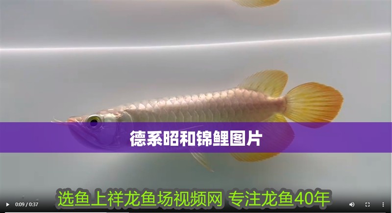 德系昭和錦鯉圖片