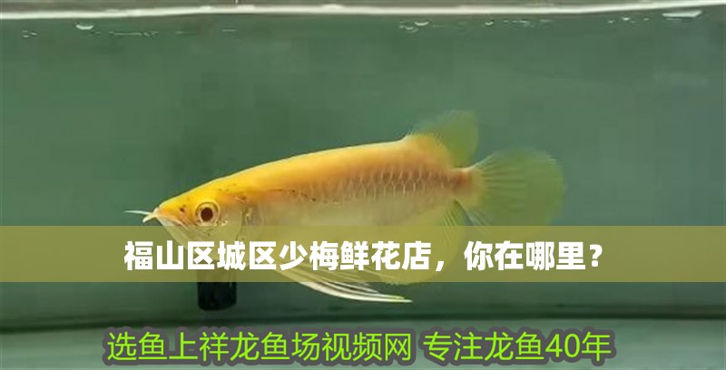 福山區城區少梅鮮花店，你在哪里？ 福山區城區少梅鮮花店，你在哪里？ 全國水族館企業名錄