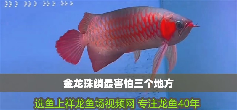 金龍珠鱗最害怕三個地方