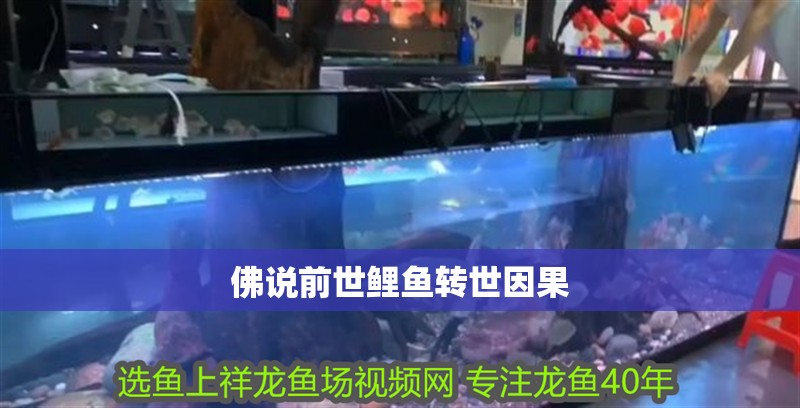 佛說前世鯉魚轉世因果