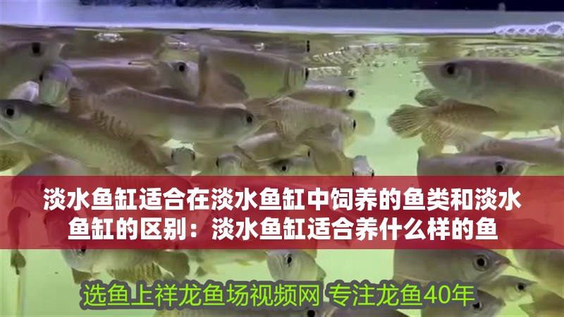 淡水魚缸適合在淡水魚缸中飼養的魚類和淡水魚缸的區別：淡水魚缸適合養什么樣的魚