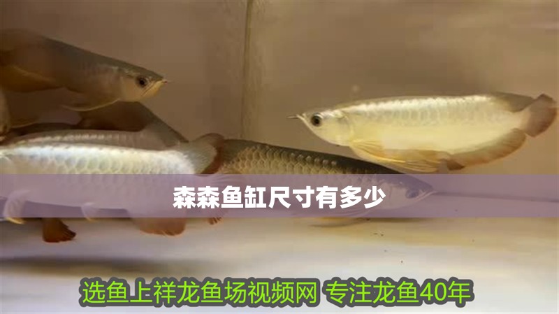 森森魚缸尺寸有多少 森森魚缸尺寸有多少 龍魚論壇
