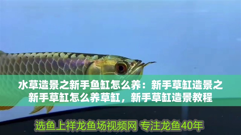 水草造景之新手魚缸怎么養：新手草缸造景之新手草缸怎么養草缸，新手草缸造景教程 水草造景之新手魚缸怎么養：新手草缸造景之新手草缸怎么養草缸，新手草缸造景教程 魚缸百科