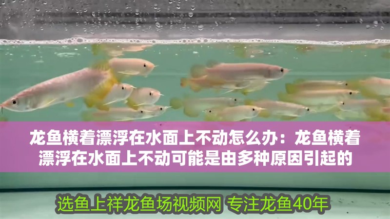 龍魚橫著漂浮在水面上不動(dòng)怎么辦：龍魚橫著漂浮在水面上不動(dòng)可能是由多種原因引起的