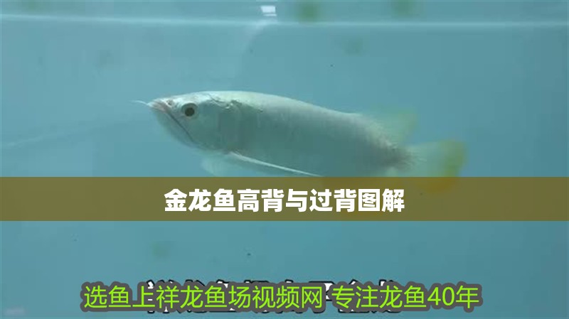 金龍魚高背與過背圖解 金龍魚高背與過背圖解 龍魚論壇