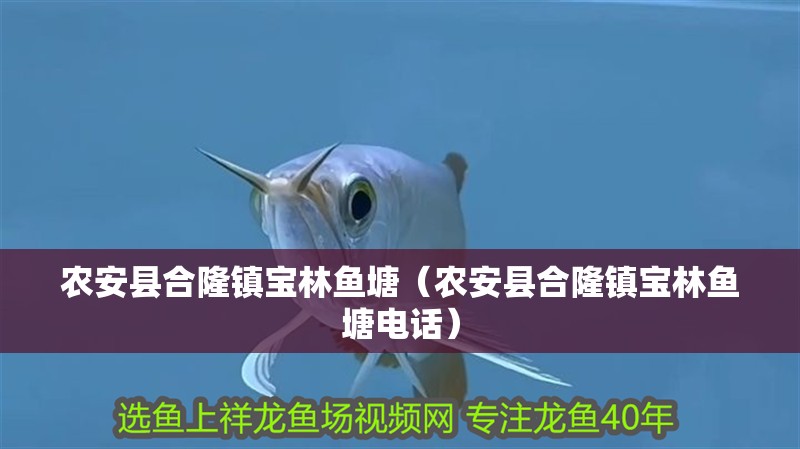 農安縣合隆鎮寶林魚塘（農安縣合隆鎮寶林魚塘電話）