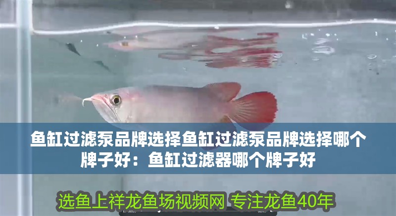 魚缸過濾泵品牌選擇魚缸過濾泵品牌選擇哪個牌子好：魚缸過濾器哪個牌子好