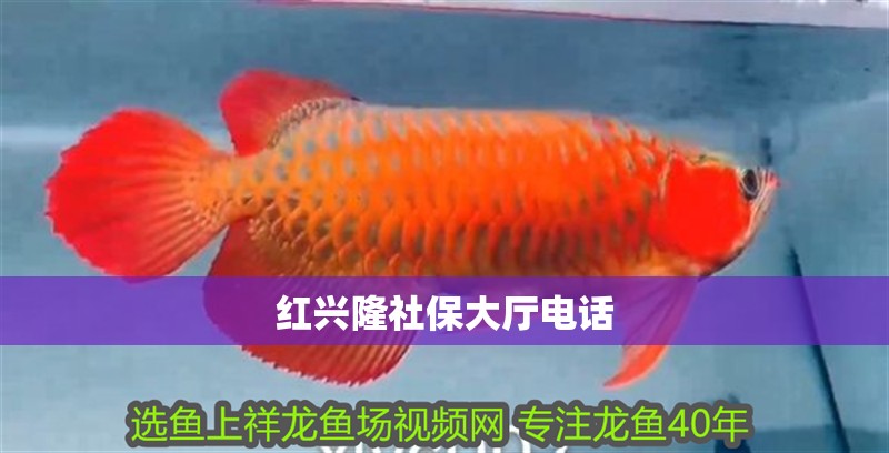 紅興隆社保大廳電話