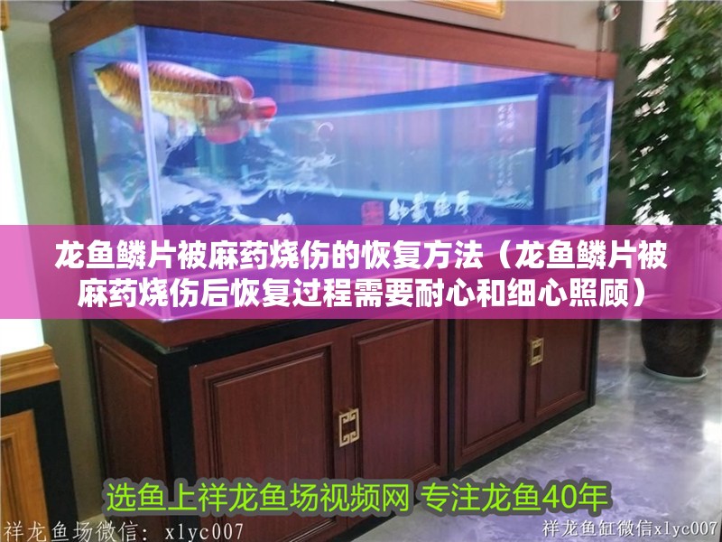 龍魚鱗片被麻藥燒傷的恢復方法（龍魚鱗片被麻藥燒傷后恢復過程需要耐心和細心照顧）