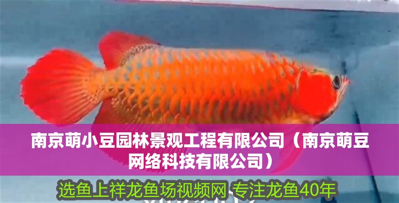 南京萌小豆園林景觀工程有限公司（南京萌豆網絡科技有限公司）