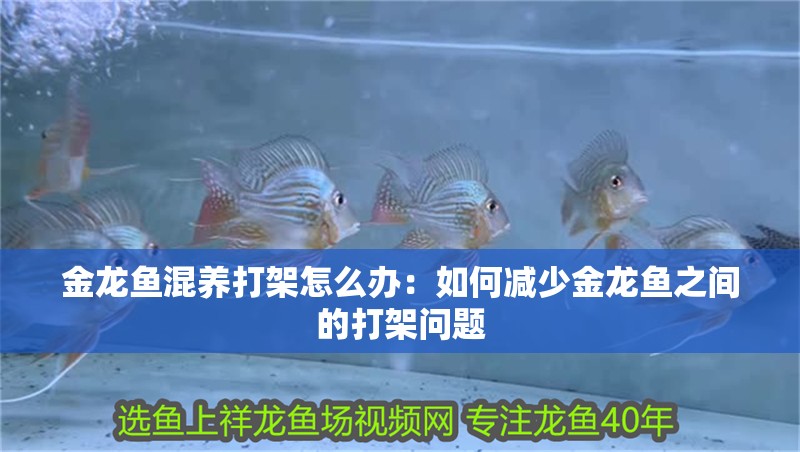 金龍魚混養(yǎng)打架怎么辦：如何減少金龍魚之間的打架問(wèn)題