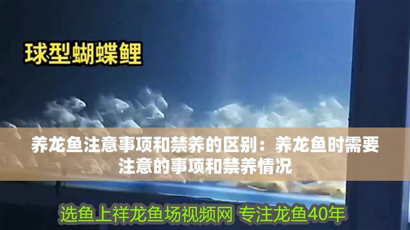 養(yǎng)龍魚注意事項和禁養(yǎng)的區(qū)別：養(yǎng)龍魚時需要注意的事項和禁養(yǎng)情況