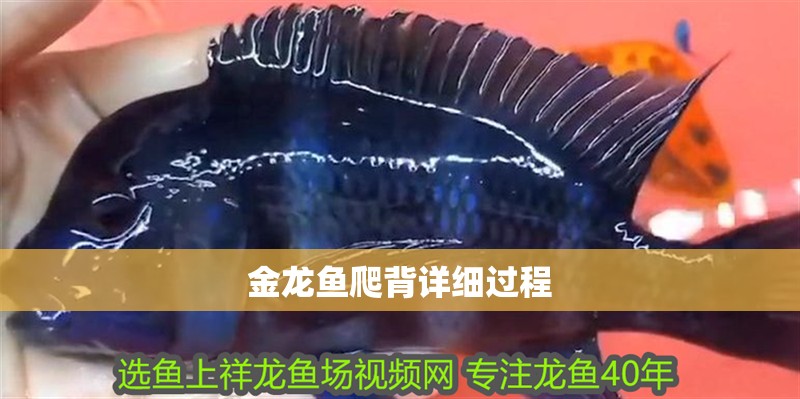 金龍魚爬背詳細過程