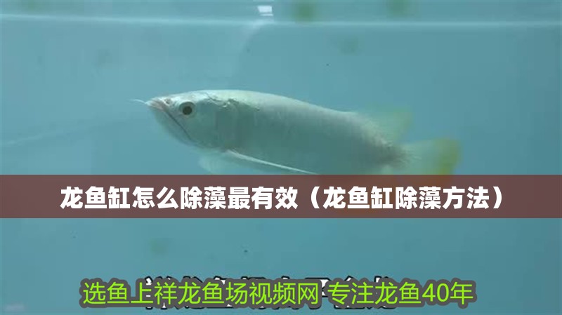 龍魚缸怎么除藻最有效（龍魚缸除藻方法）