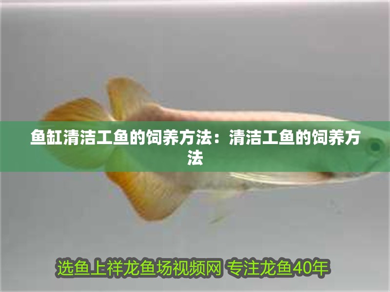 魚缸清潔工魚的飼養方法：清潔工魚的飼養方法