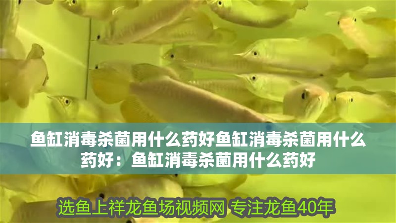 魚缸消毒殺菌用什么藥好魚缸消毒殺菌用什么藥好：魚缸消毒殺菌用什么藥好