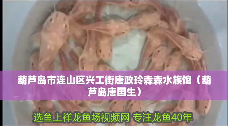 葫蘆島市連山區興工街唐政玲森森水族館（葫蘆島唐國生）