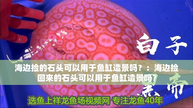 海邊撿的石頭可以用于魚缸造景嗎？：海邊撿回來的石頭可以用于魚缸造景嗎？ 海邊撿的石頭可以用于魚缸造景嗎？：海邊撿回來的石頭可以用于魚缸造景嗎？ 魚缸百科