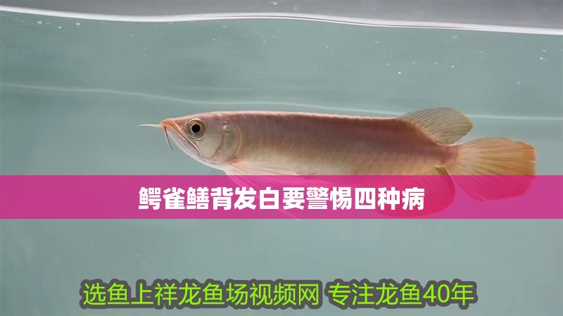 鱷雀鱔背發白要警惕四種病