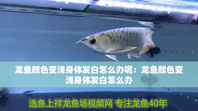 龍魚顏色變淺身體發白怎么辦呢：龍魚顏色變淺身體發白怎么辦