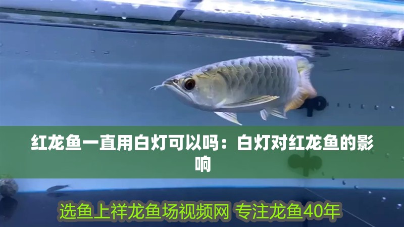 魚缸過濾器選購指南:自制魚缸過濾器魚缸上置過濾器對于養魚愛好者的必備知識 紅龍魚一直用白燈可以嗎:白燈對紅龍魚的影響 龍魚百科 紅龍魚一直用白燈可以嗎:白燈對紅龍魚的影響 紅龍魚一直用白燈可以嗎:白燈對紅龍魚的影響 龍魚百科