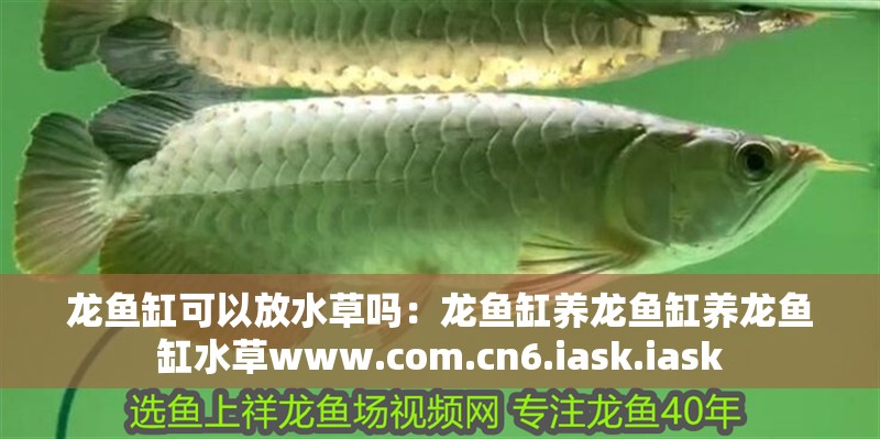龍魚缸可以放水草嗎：龍魚缸養龍魚缸養龍魚缸水草www.com.cn6.iask.iask