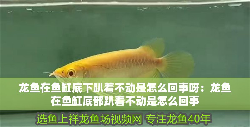 龍魚在魚缸底下趴著不動是怎么回事呀：龍魚在魚缸底部趴著不動是怎么回事