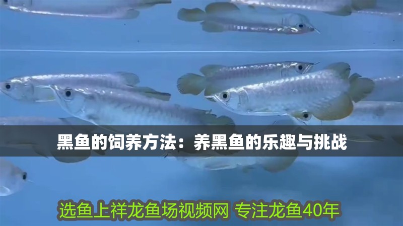 黑魚的飼養(yǎng)方法：養(yǎng)黑魚的樂趣與挑戰(zhàn)