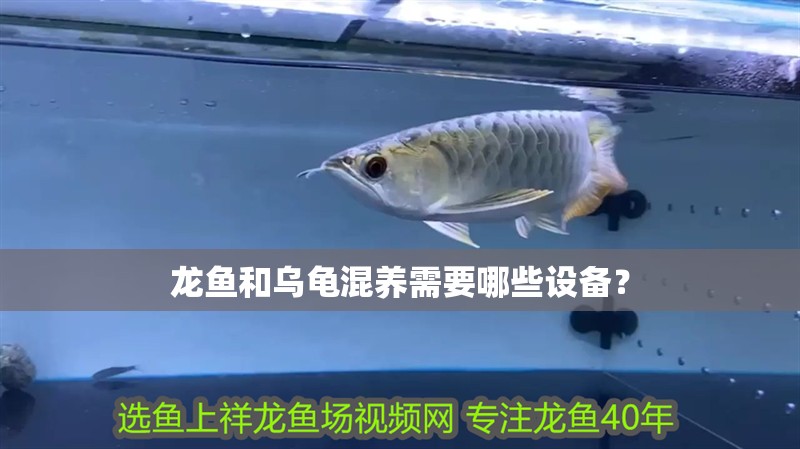 龍魚和烏龜混養需要哪些設備？