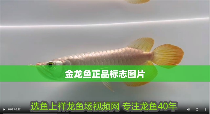 金龍魚正品標志圖片