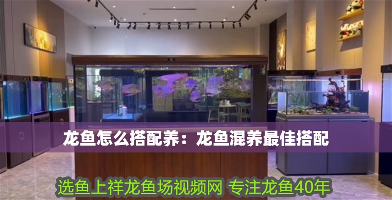 印尼虎魚多少溫度飼養(yǎng)最好:印尼虎魚多少溫度飼養(yǎng)最好印尼虎魚多少溫度飼養(yǎng)最好 龍魚怎么搭配養(yǎng):龍魚混養(yǎng)最佳搭配 龍魚百科 龍魚怎么搭配養(yǎng):龍魚混養(yǎng)最佳搭配 龍魚怎么搭配養(yǎng):龍魚混養(yǎng)最佳搭配 龍魚百科