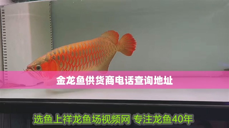 金龍魚供貨商電話查詢地址 金龍魚供貨商電話查詢地址 龍魚百科