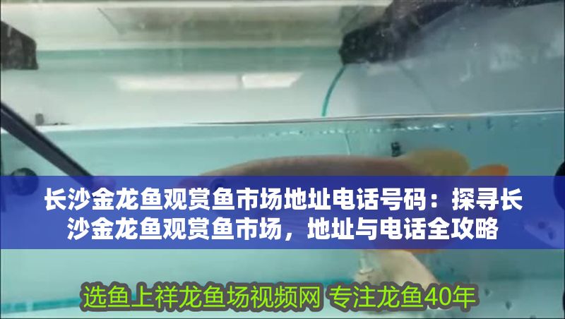 長沙金龍魚觀賞魚市場地址電話號碼：探尋長沙金龍魚觀賞魚市場，地址與電話全攻略
