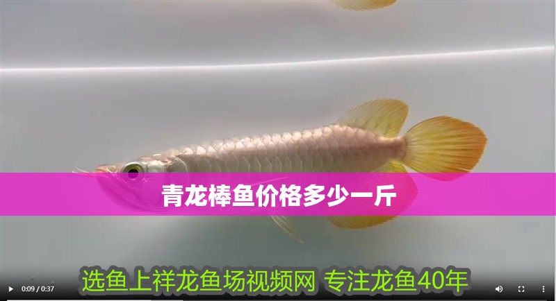 青龍棒魚價格多少一斤