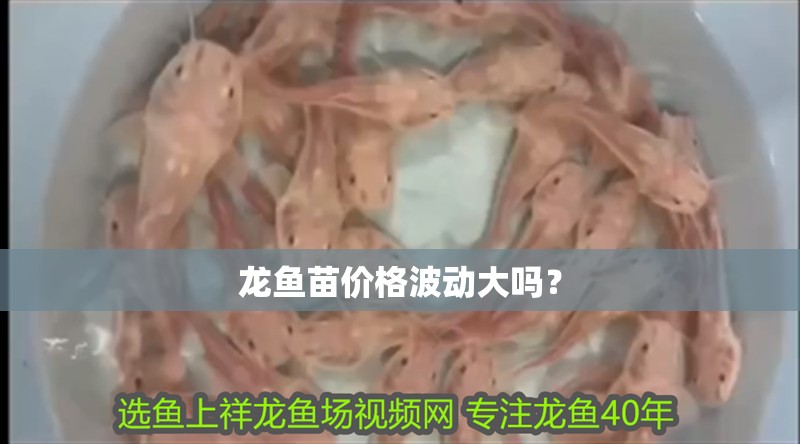 龍魚苗價格波動大嗎？