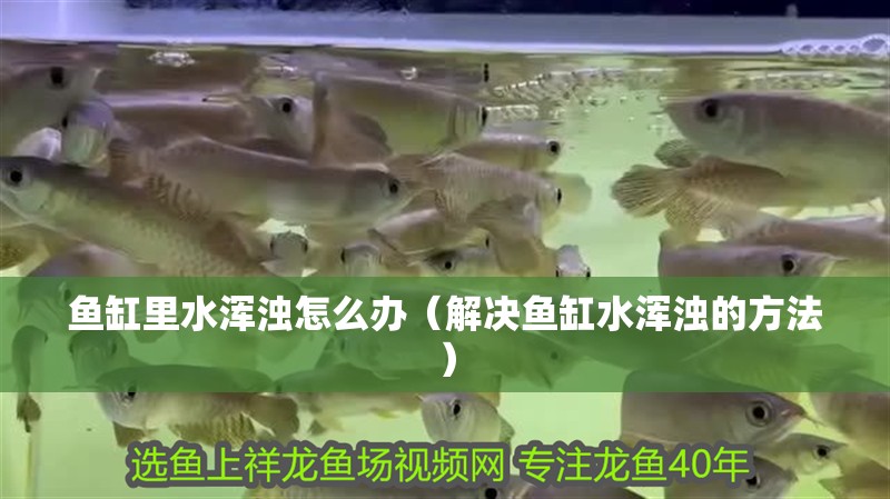 魚缸里水渾濁怎么辦（解決魚缸水渾濁的方法）