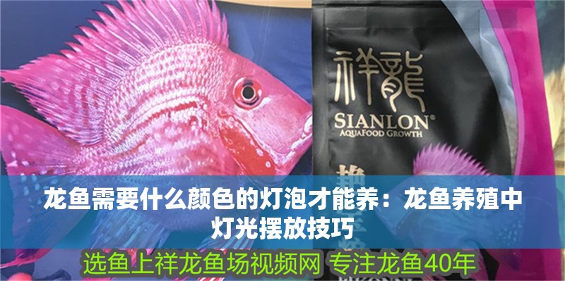 龍魚需要什么顏色的燈泡才能養：龍魚養殖中燈光擺放技巧