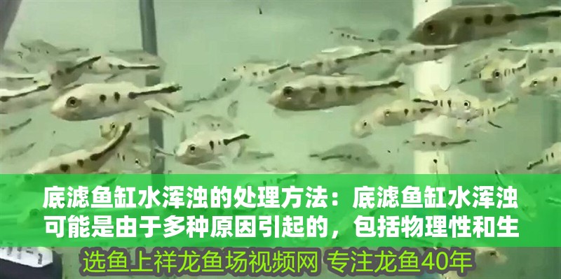 底濾魚缸水渾濁的處理方法：底濾魚缸水渾濁可能是由于多種原因引起的，包括物理性和生物性渾濁 底濾魚缸水渾濁的處理方法：底濾魚缸水渾濁可能是由于多種原因引起的，包括物理性和生物性渾濁 魚缸百科