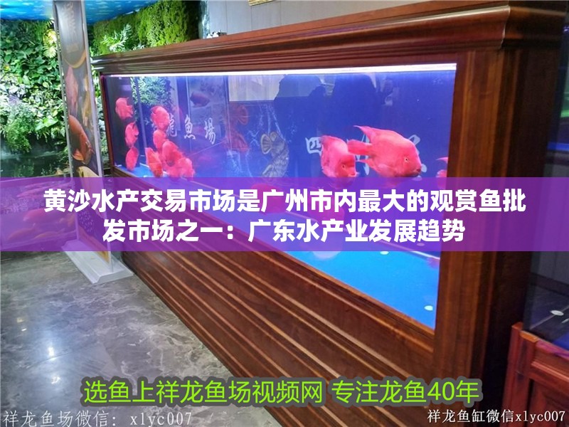 黃沙水產交易市場是廣州市內最大的觀賞魚批發市場之一：廣東水產業發展趨勢