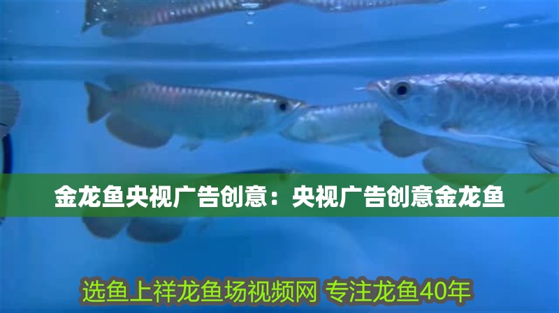 金龍魚央視廣告創(chuàng)意：央視廣告創(chuàng)意金龍魚