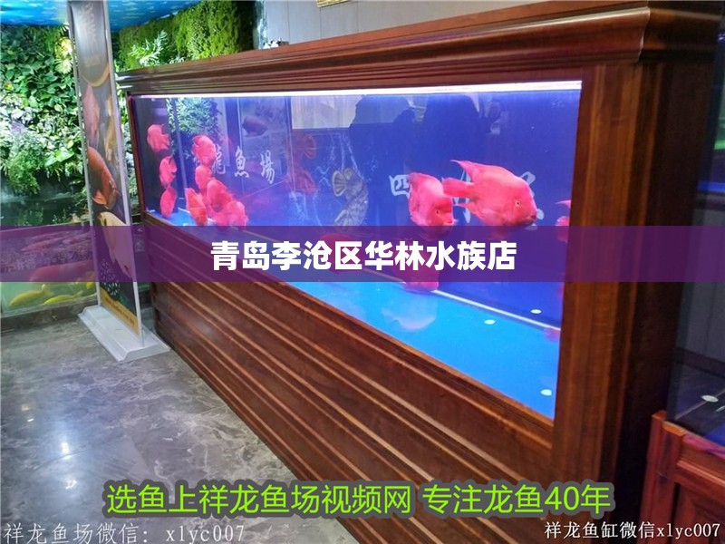 青島李滄區華林水族店