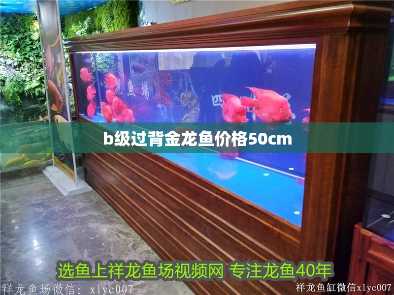 b級過背金龍魚價格50cm
