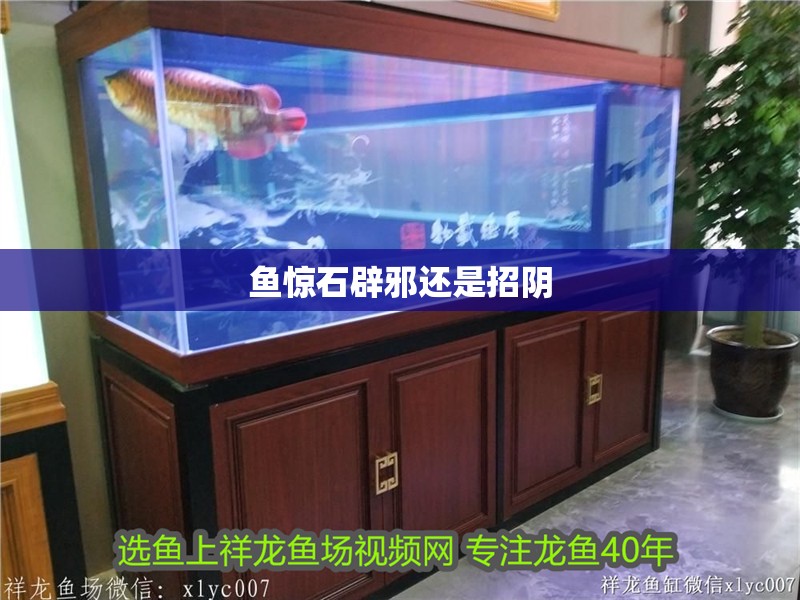 魚驚石辟邪還是招陰