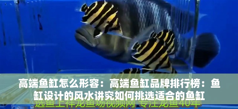 高端魚缸怎么形容：高端魚缸品牌排行榜：魚缸設計的風水講究如何挑選適合的魚缸
