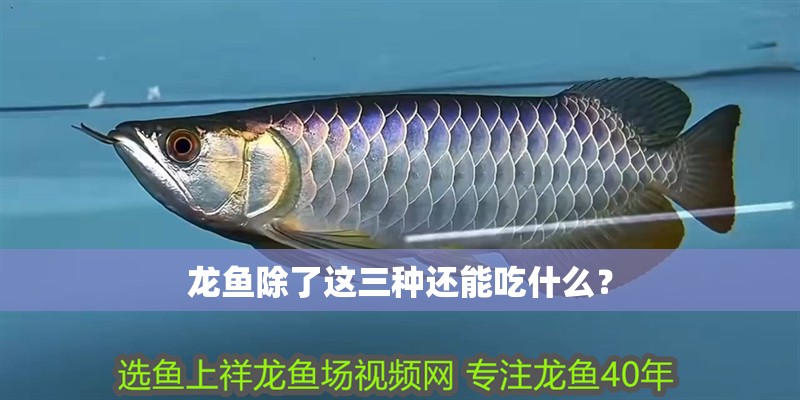 龍魚除了這三種還能吃什么？