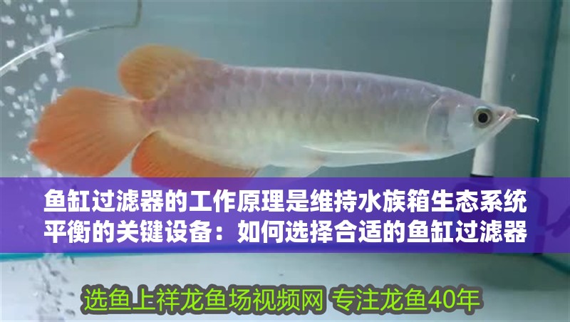 魚缸過濾器的工作原理是維持水族箱生態(tài)系統(tǒng)平衡的關鍵設備：如何選擇合適的魚缸過濾器