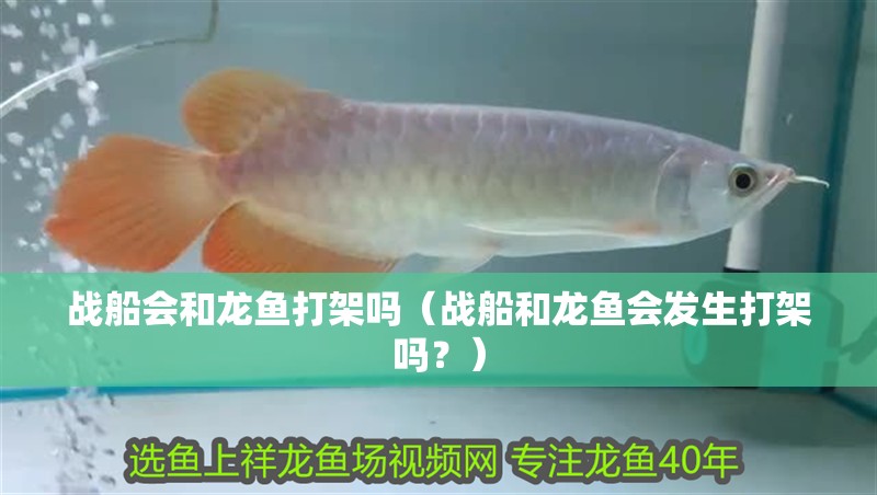 戰船會和龍魚打架嗎（戰船和龍魚會發生打架嗎？）