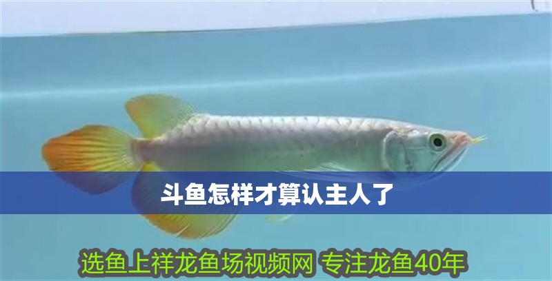 斗魚怎樣才算認主人了